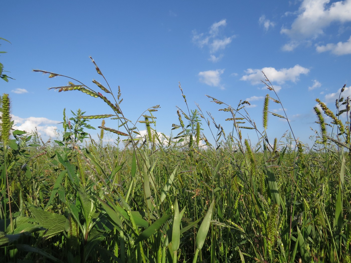 Изображение особи Eriochloa villosa.