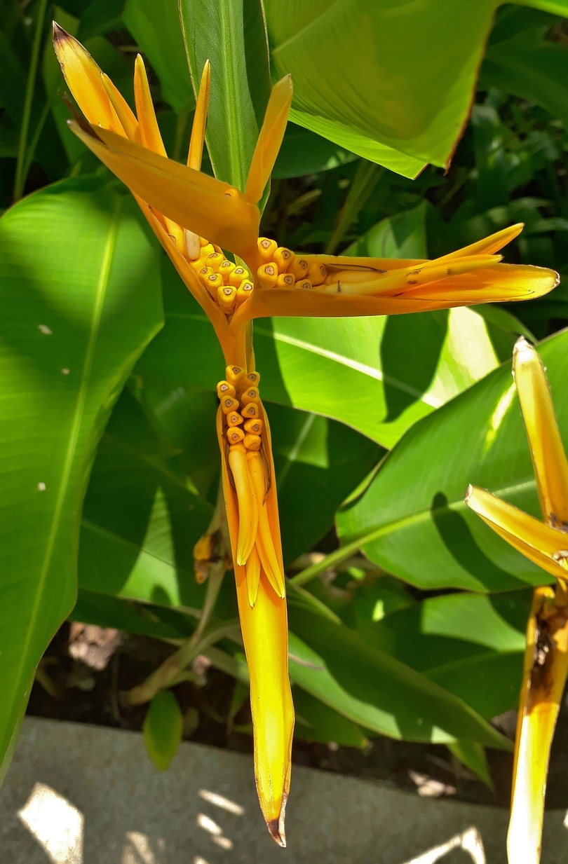 Изображение особи Heliconia angusta.