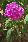 Phlox paniculata. Верхушка побега с соцветием. Узбекистан, г. Ташкент, пос. Улугбек, в культуре. 26.06.2014.