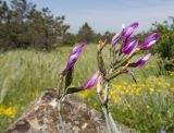 Astragalus subuliformis. Верхушки побегов с соцветиями. Краснодарский край, м/о г. Новороссийск, окр. пос. Верхнебаканский, гора Раевская, горная степь, в расщелине скалы. 18.05.2019.