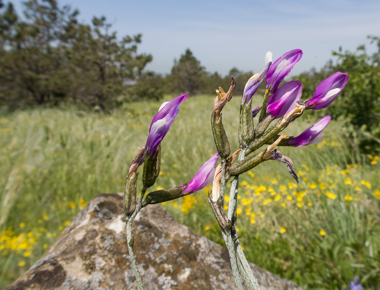 Image of Astragalus subuliformis specimen.