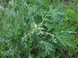 Artemisia vulgaris. Верхушка побега с галлами. Краснодарский край, Абинский р-н, юж. окр. ст-цы Холмская, обочина автодороги. 10.05.2020.
