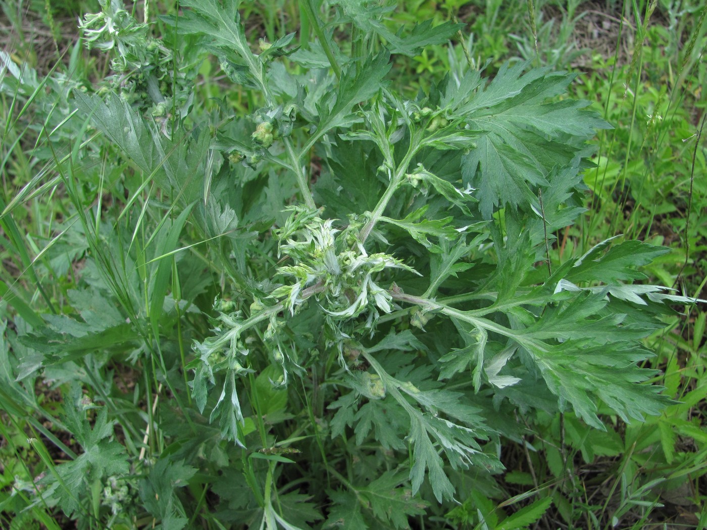 Изображение особи Artemisia vulgaris.