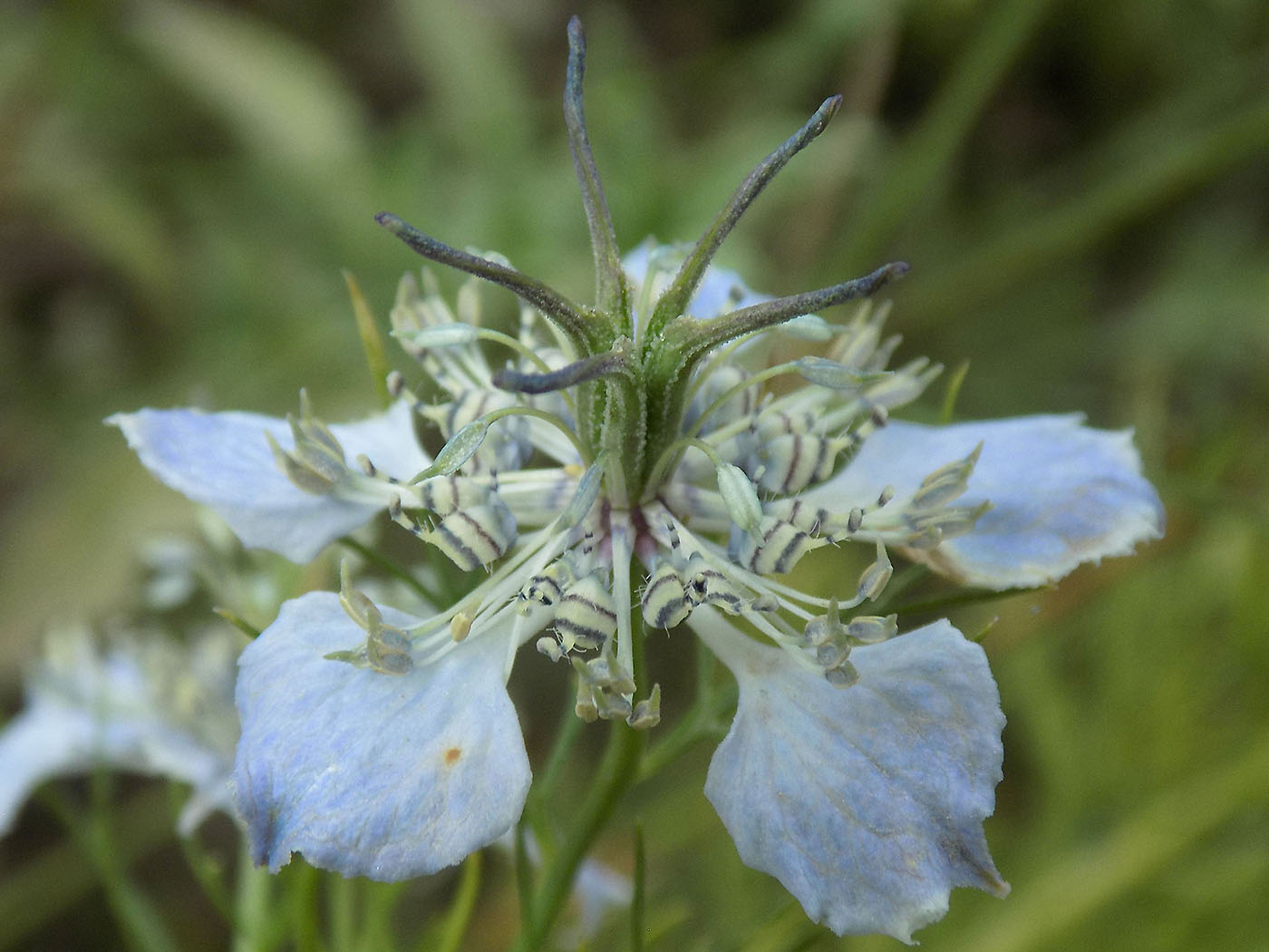 Image of Nigella arvensis specimen.