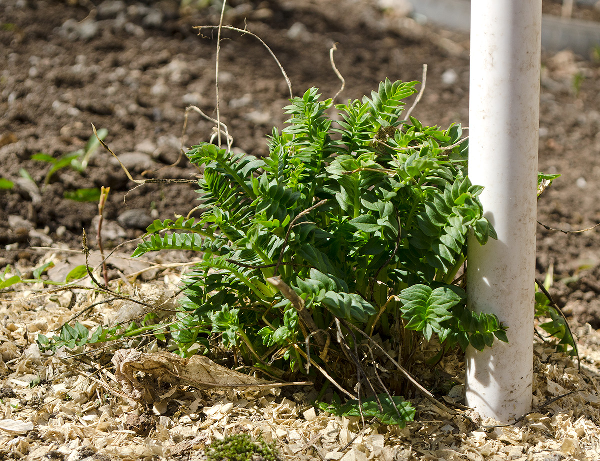 Изображение особи род Polemonium.