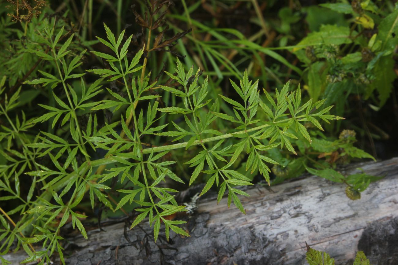 Image of Cicuta virosa specimen.