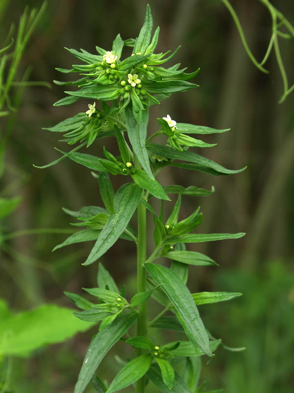 Image of Lithospermum officinale specimen.