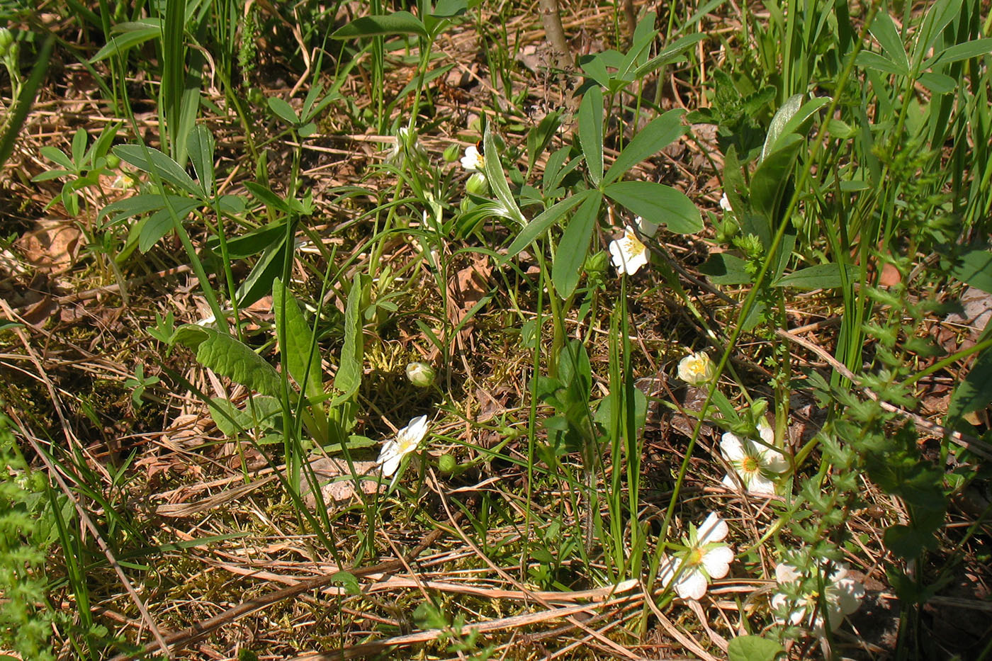 Изображение особи Potentilla alba.