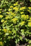 Chrysosplenium alternifolium