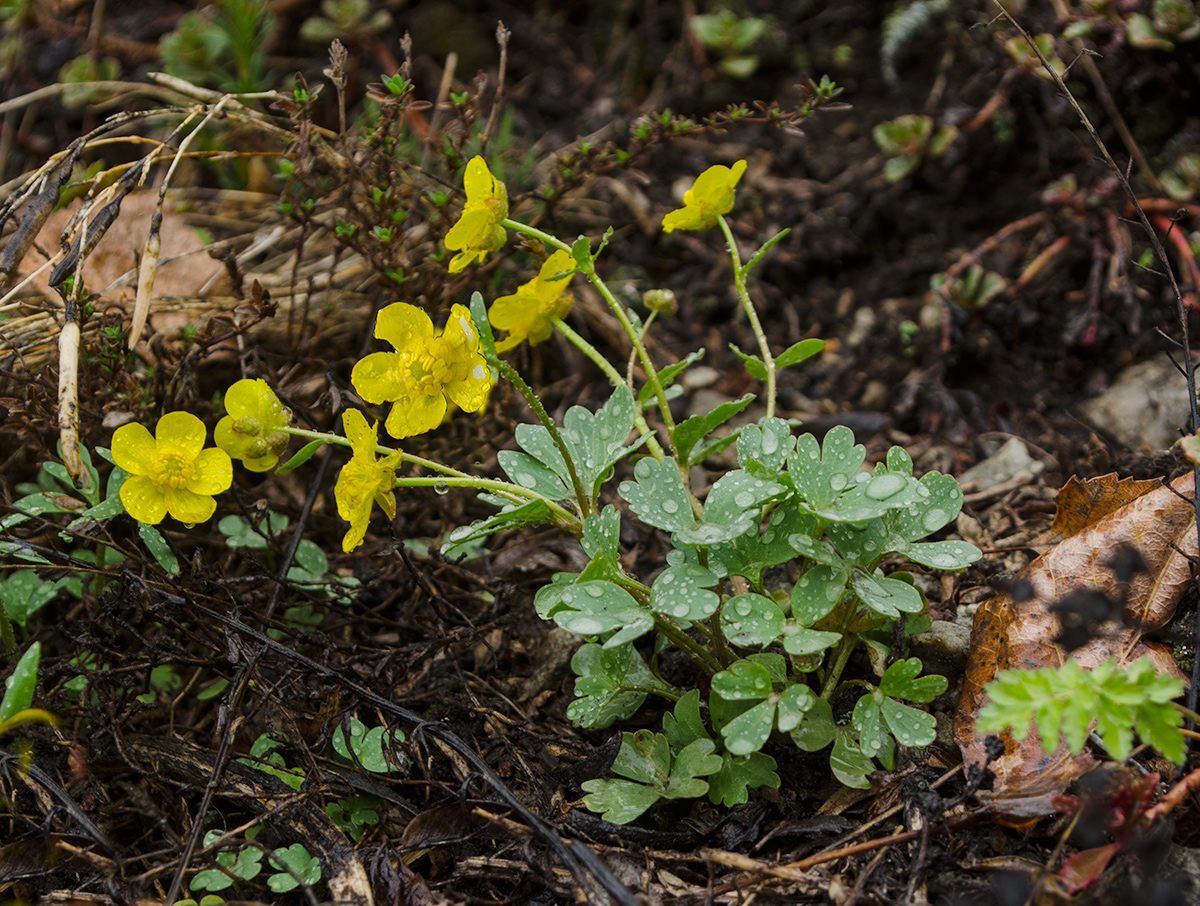 Изображение особи Ranunculus polyrhizos.