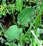 Alisma plantago-aquatica