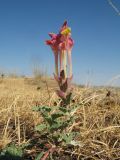 Scutellaria kurssanovii