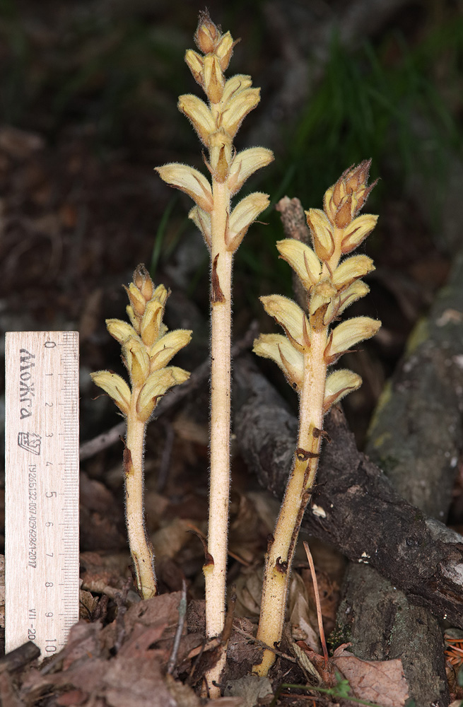 Image of genus Orobanche specimen.