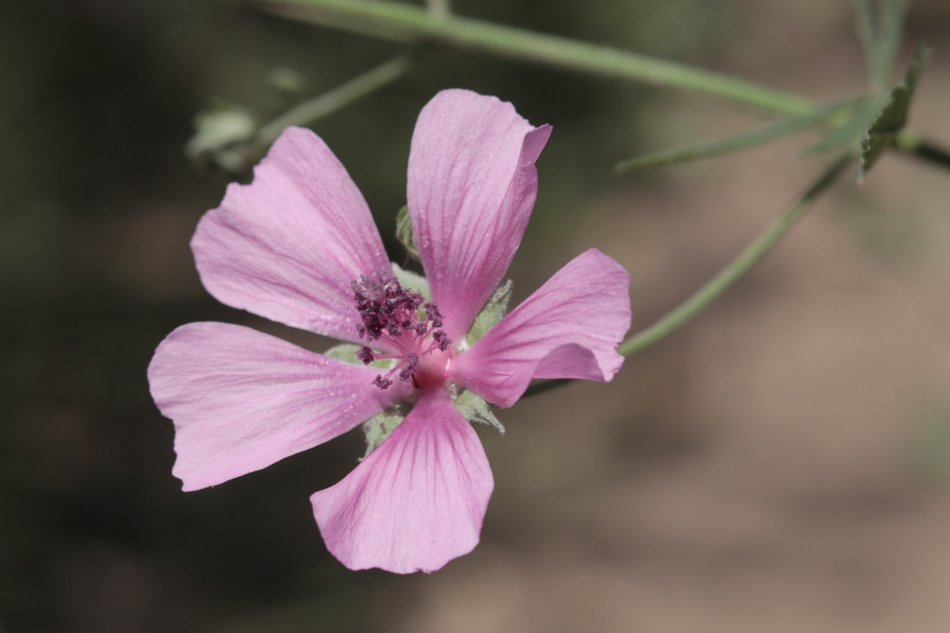 Image of Althaea narbonensis specimen.