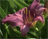 Hemerocallis × hybrida