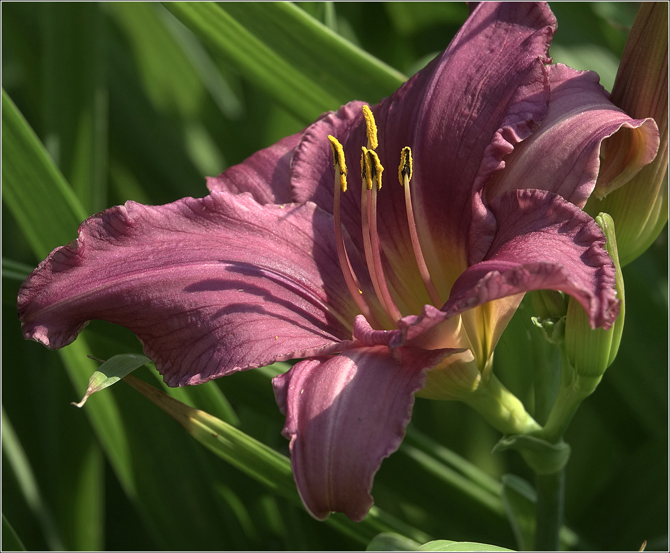 Image of Hemerocallis × hybrida specimen.