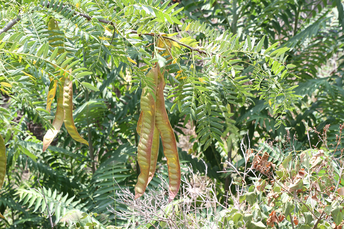 Изображение особи Gleditsia triacanthos.