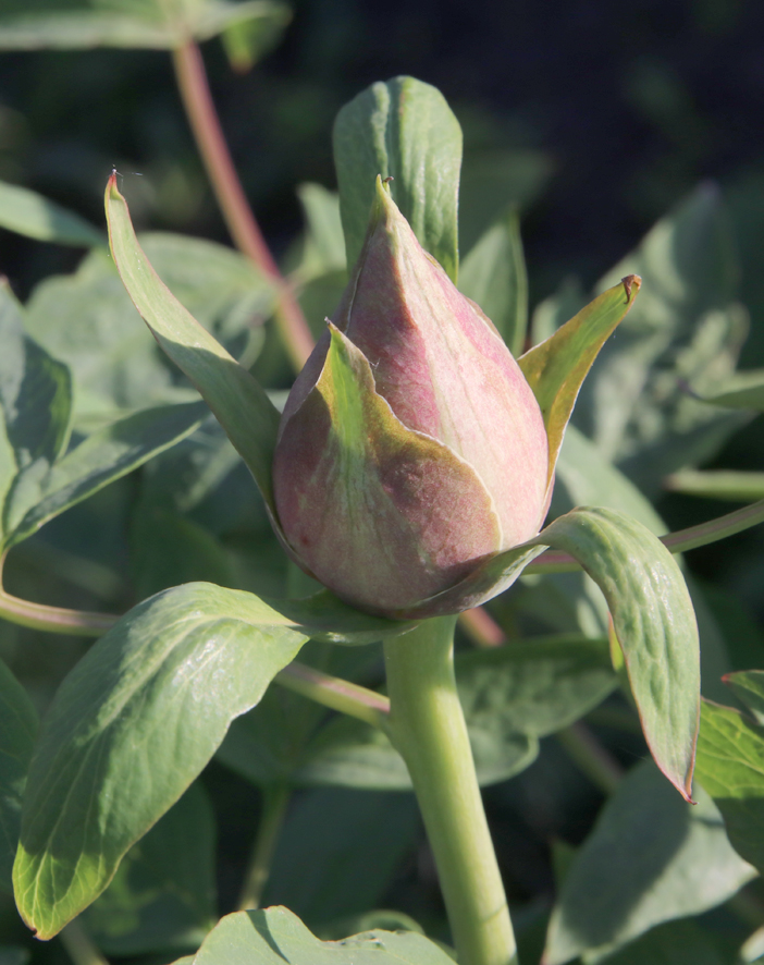 Image of Paeonia suffruticosa specimen.