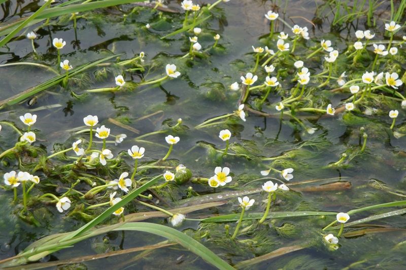 Image of Ranunculus trichophyllus specimen.