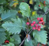 Sorbus intermedia