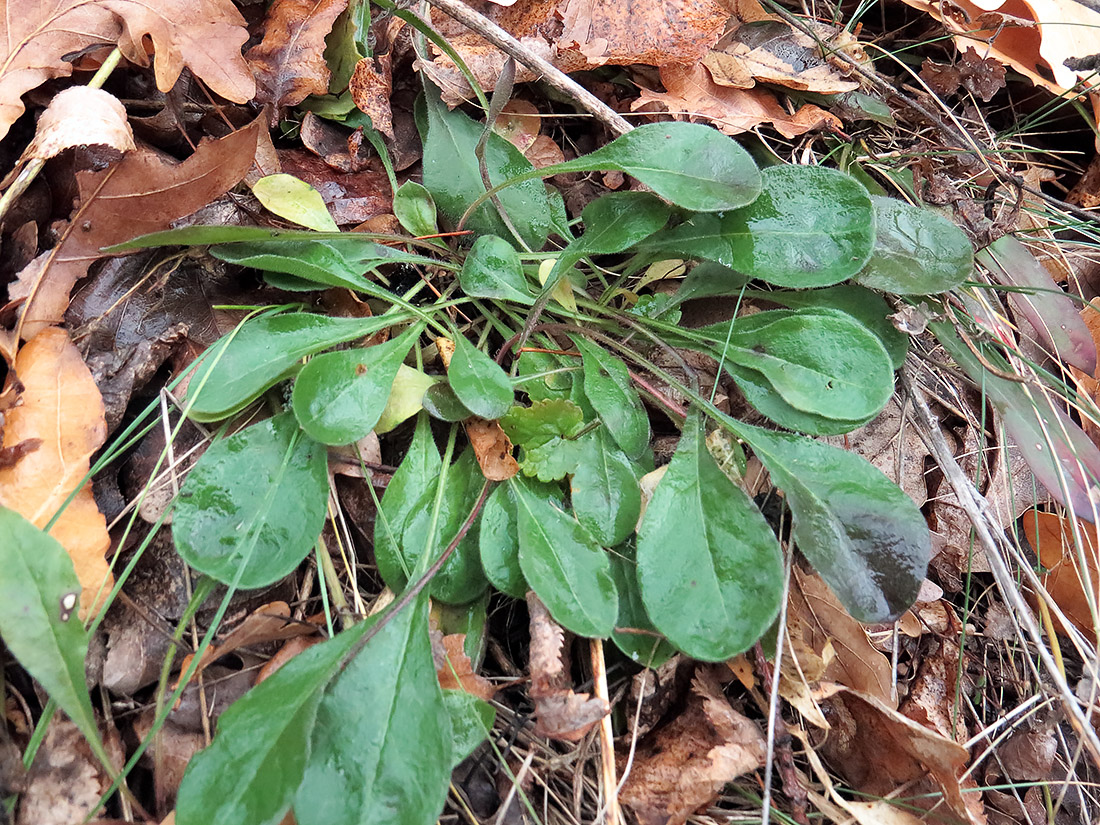 Image of Silene nutans specimen.