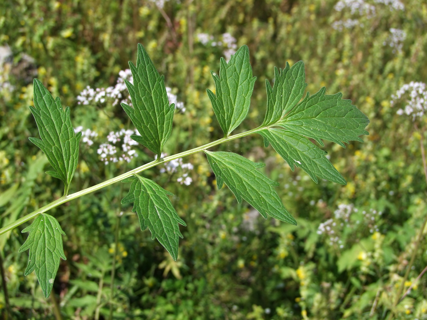 Изображение особи Valeriana transjenisensis.