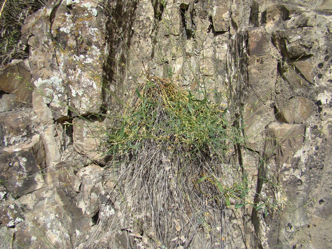 Image of Silene fetissovii specimen.