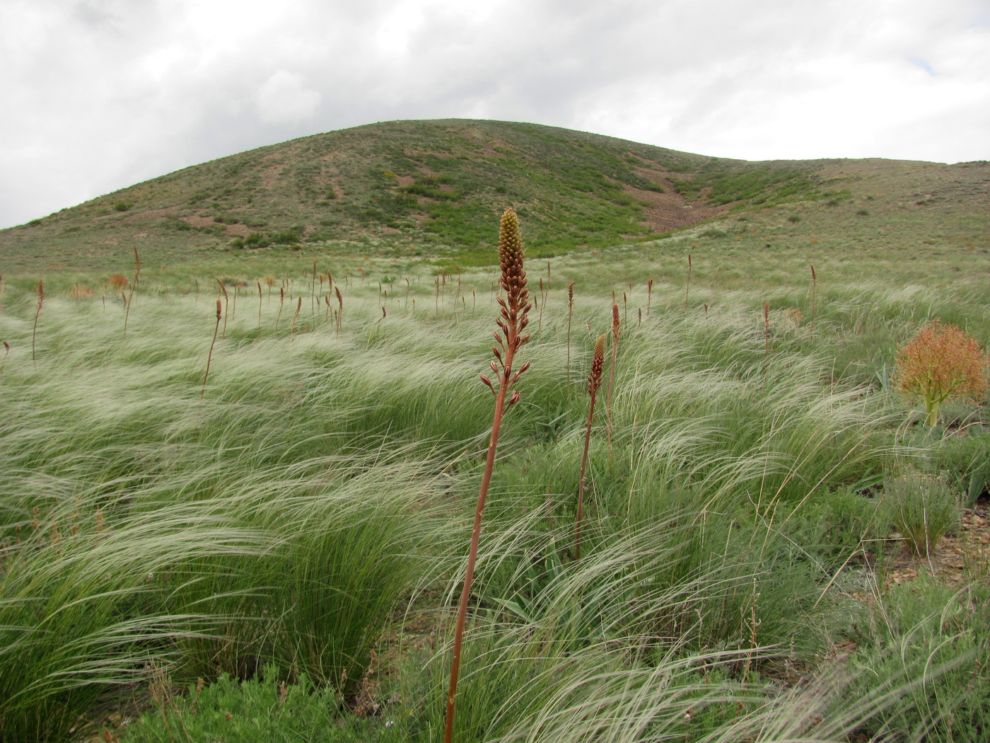 Изображение особи Eremurus cristatus.