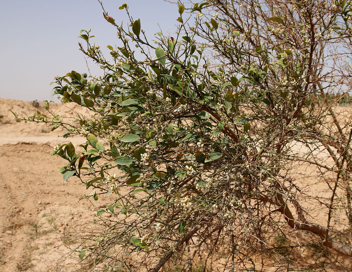 Image of Citrus &times; paradisi specimen.