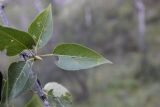 Populus laurifolia