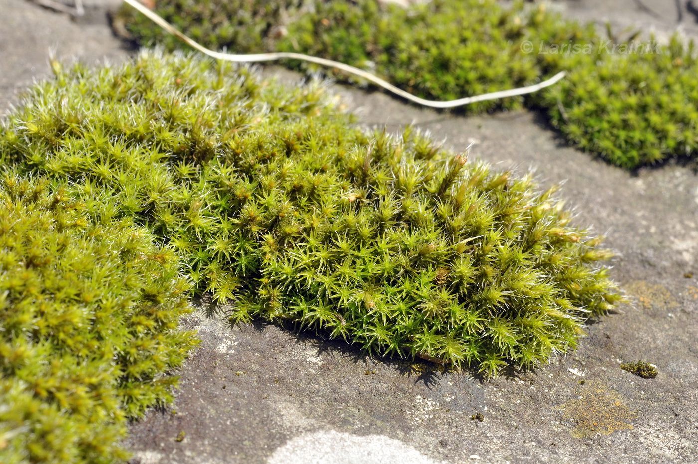 Image of genus Schistidium specimen.