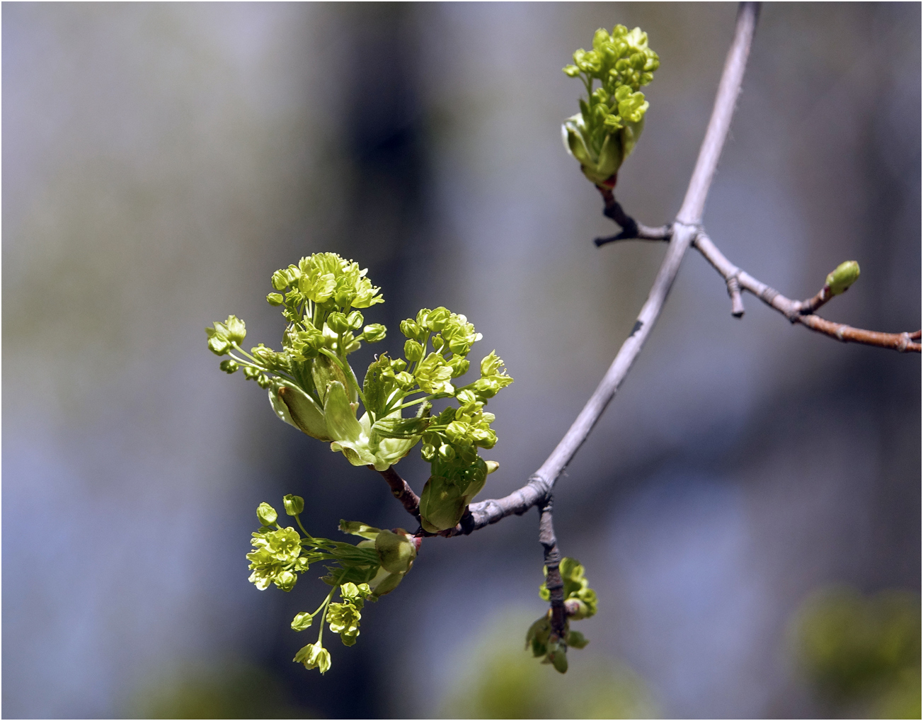 Image of Acer platanoides specimen.