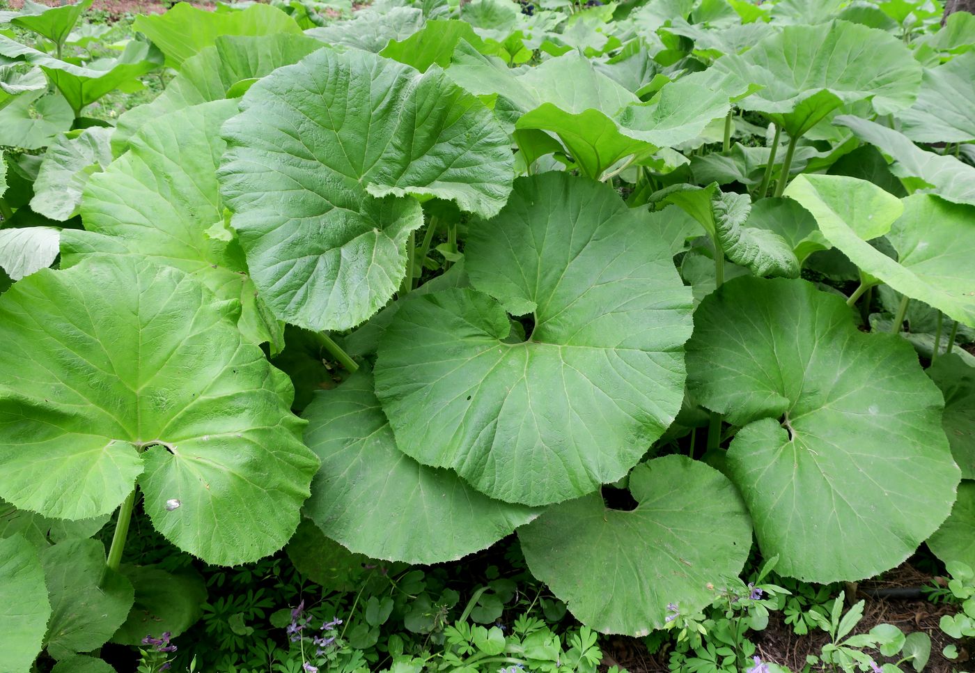 Image of Petasites japonicus specimen.