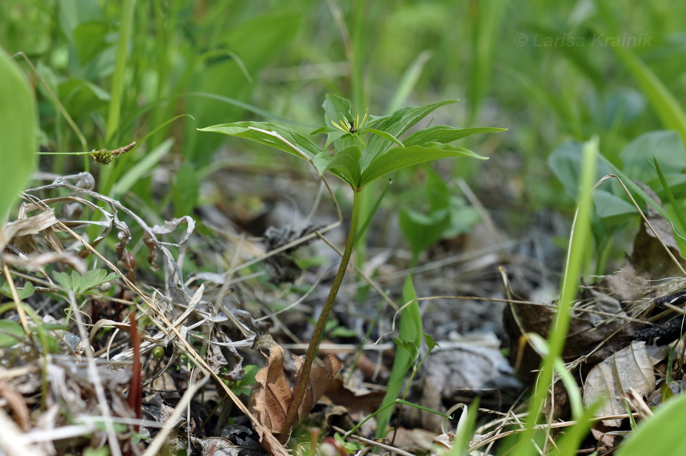 Image of Paris verticillata specimen.