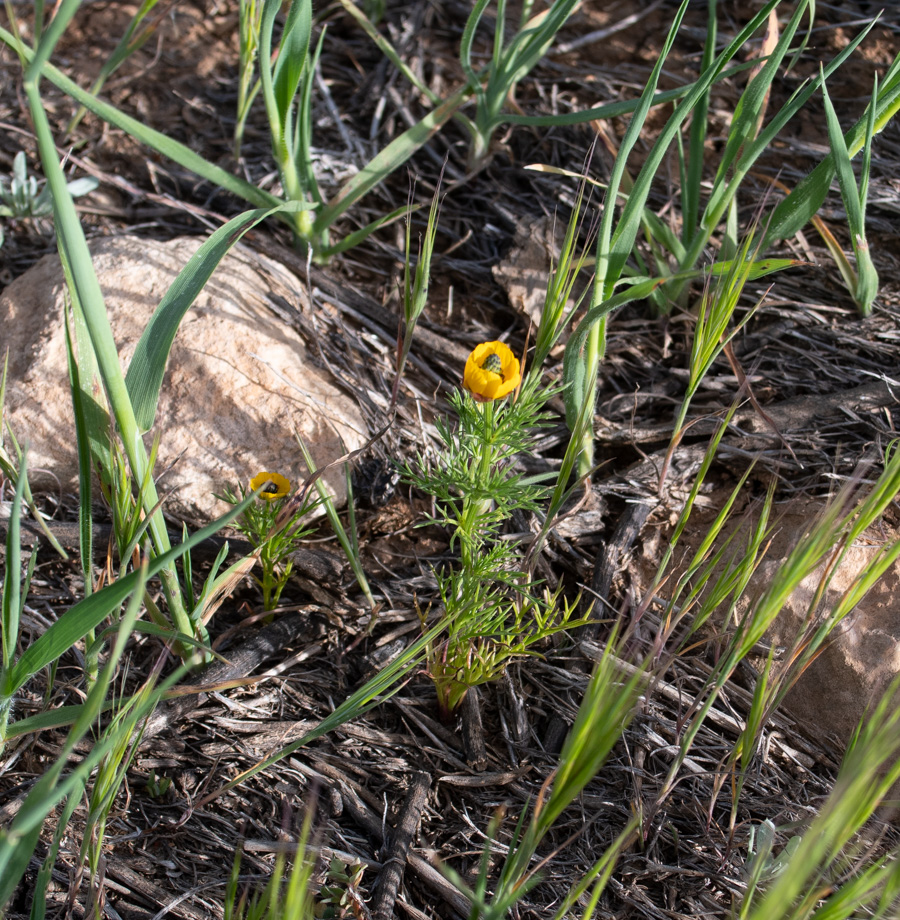 Image of Adonis dentata specimen.