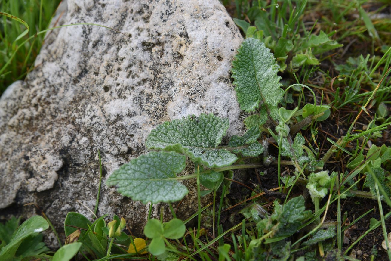 Изображение особи Salvia verticillata.