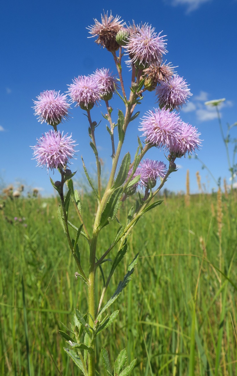 Image of Cirsium incanum specimen.