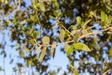 genus Quercus