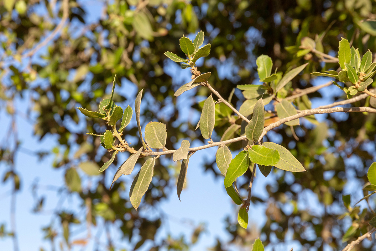 Изображение особи род Quercus.