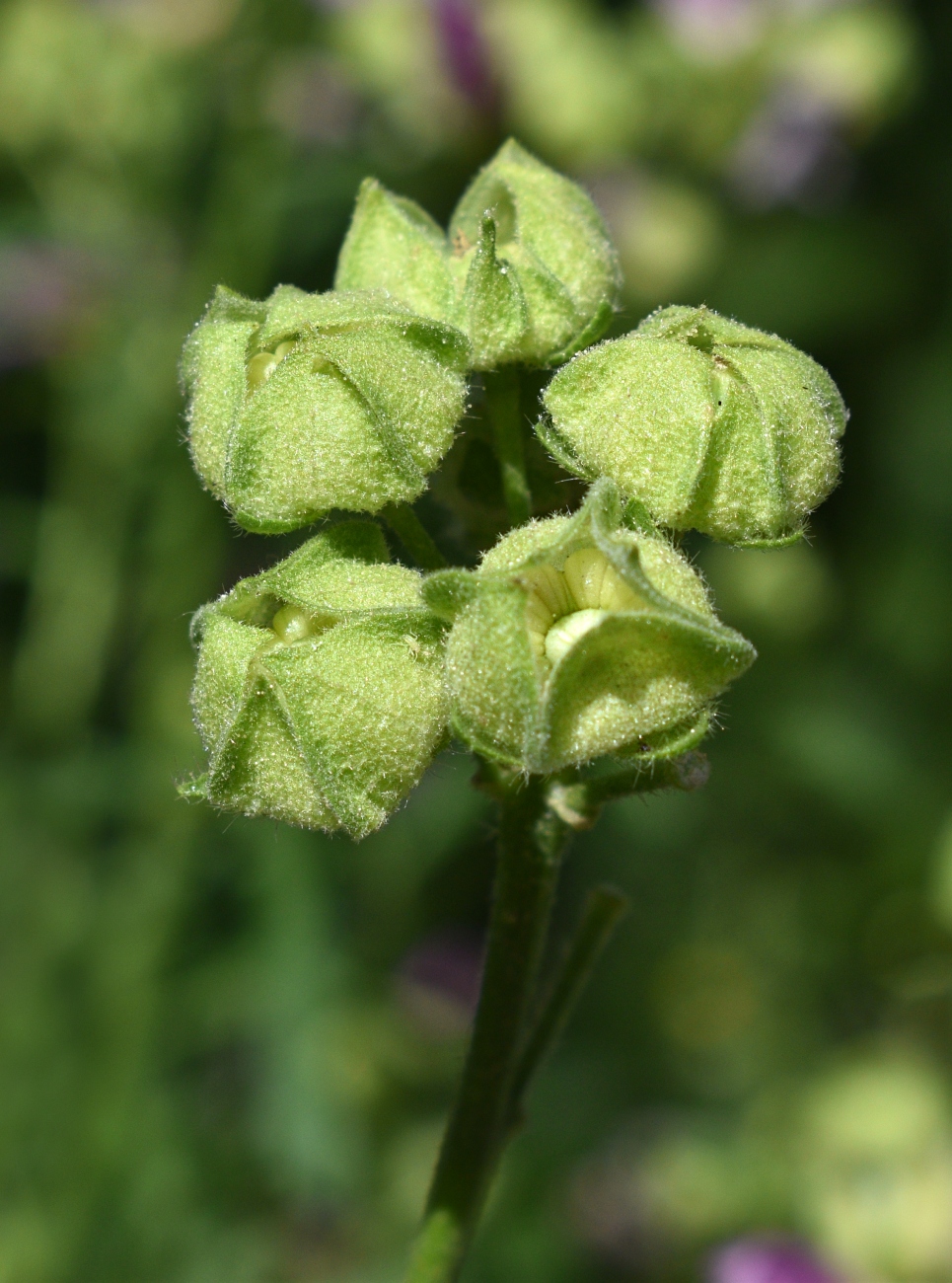 Image of Malva moschata specimen.