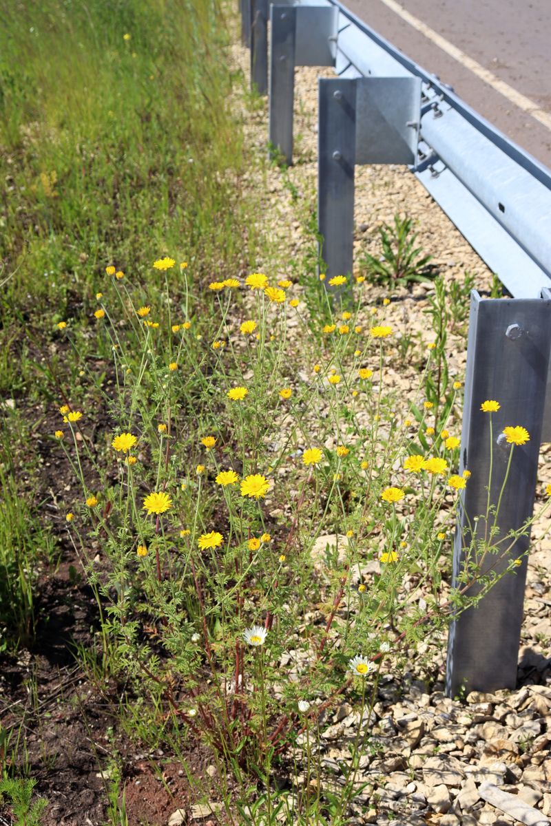 Изображение особи Anthemis tinctoria.