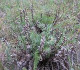 Pedicularis rubens. Растение после плодоношения. Бурятия, окр. Гусиноозерска. 12.07.2009.