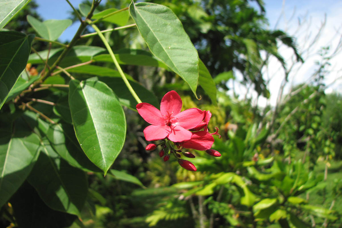 Image of Jatropha integerrima specimen.