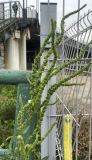 genus Amaranthus