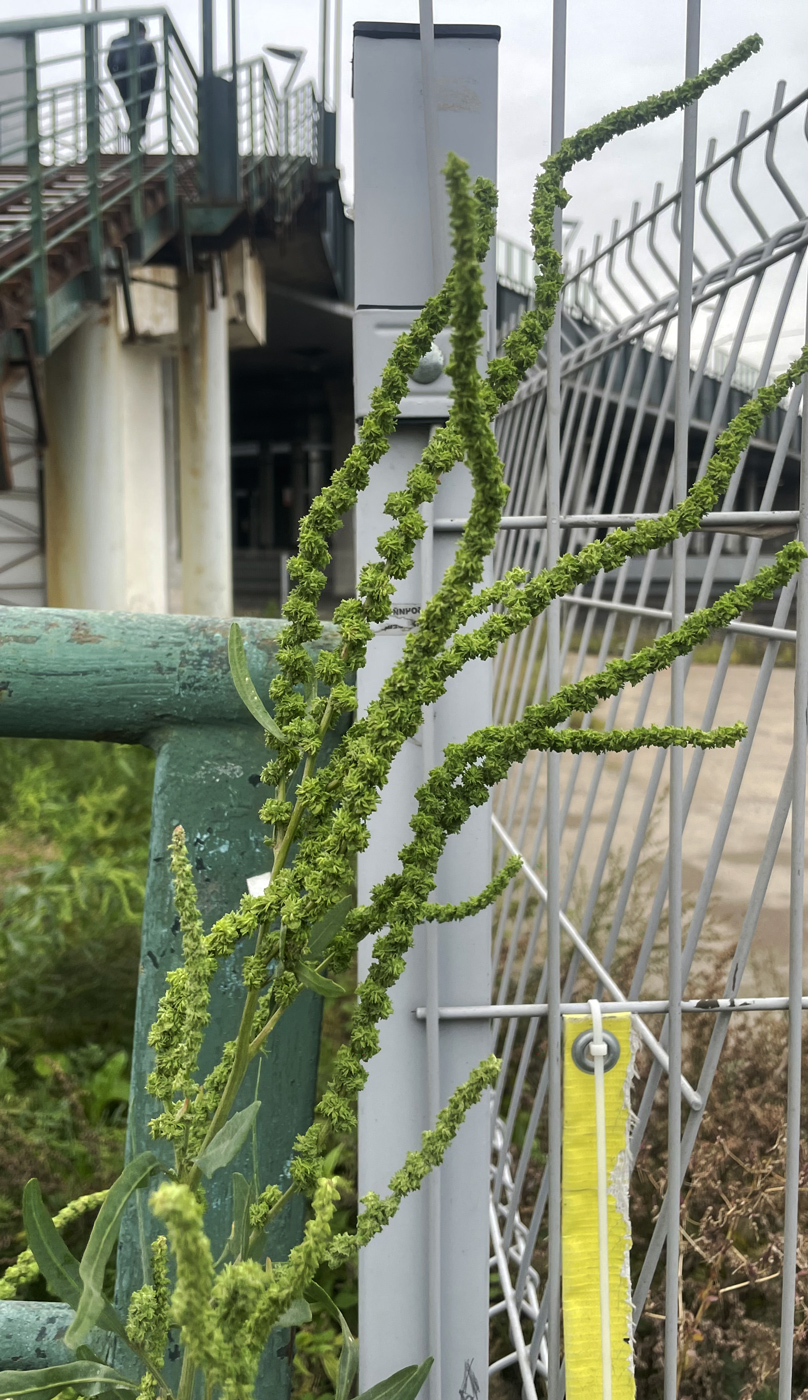 Изображение особи род Amaranthus.