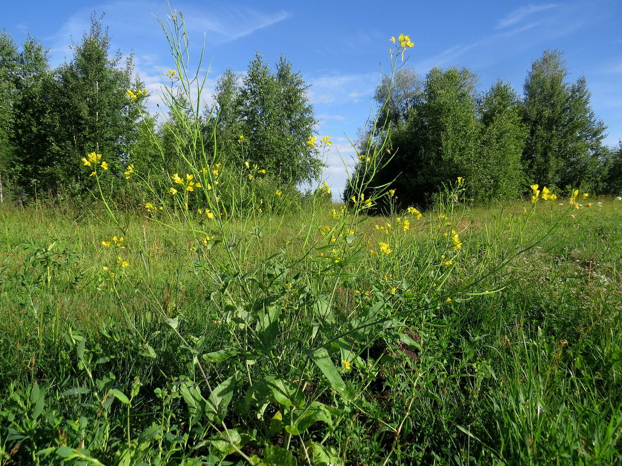 Изображение особи Brassica campestris.