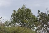 Celtis glabrata