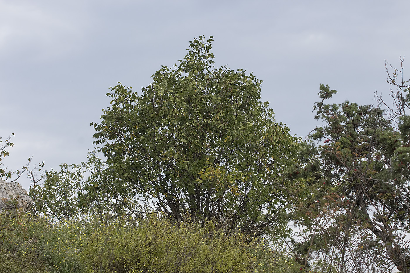 Image of Celtis glabrata specimen.