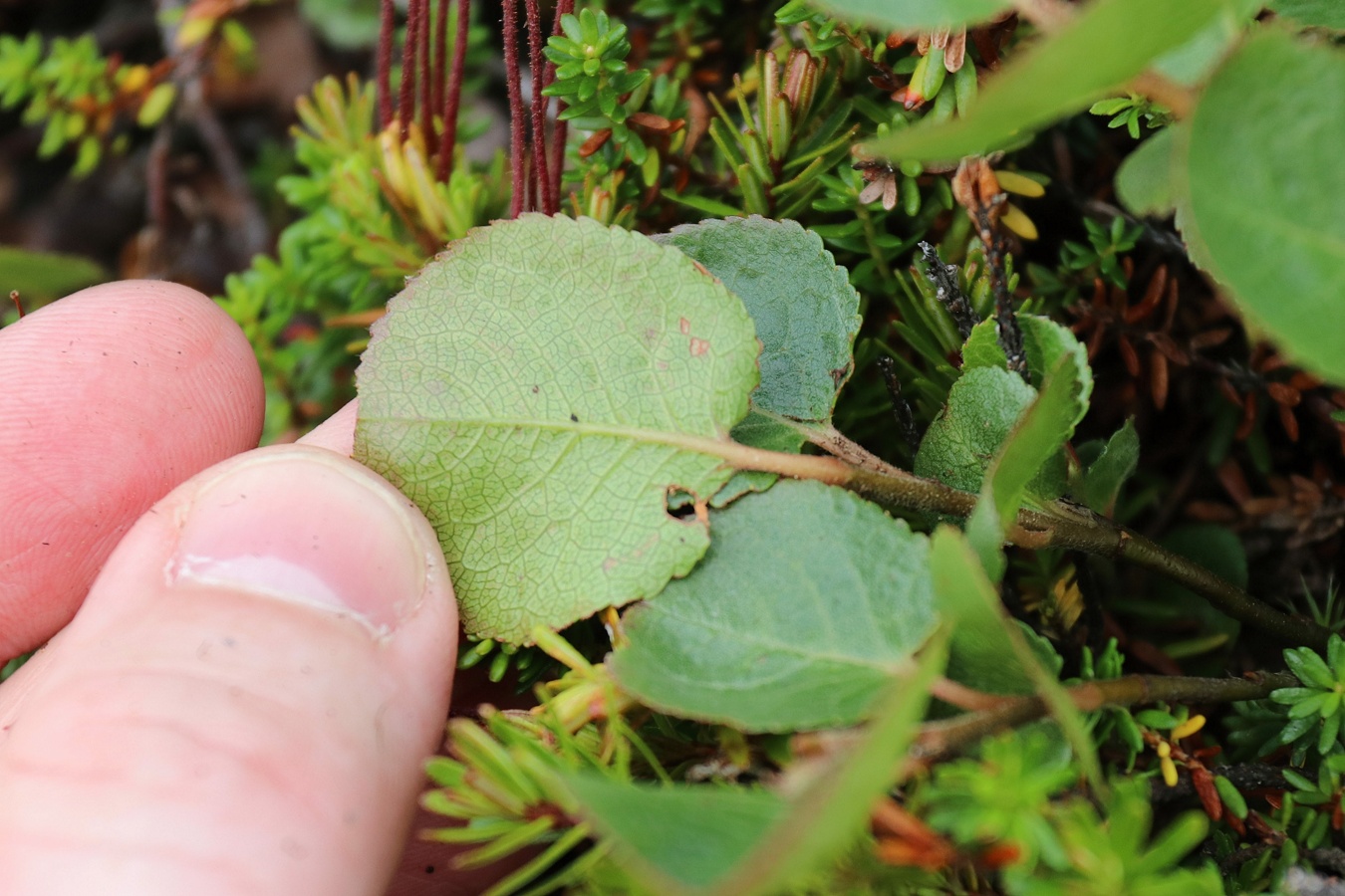 Image of Salix herbacea specimen.