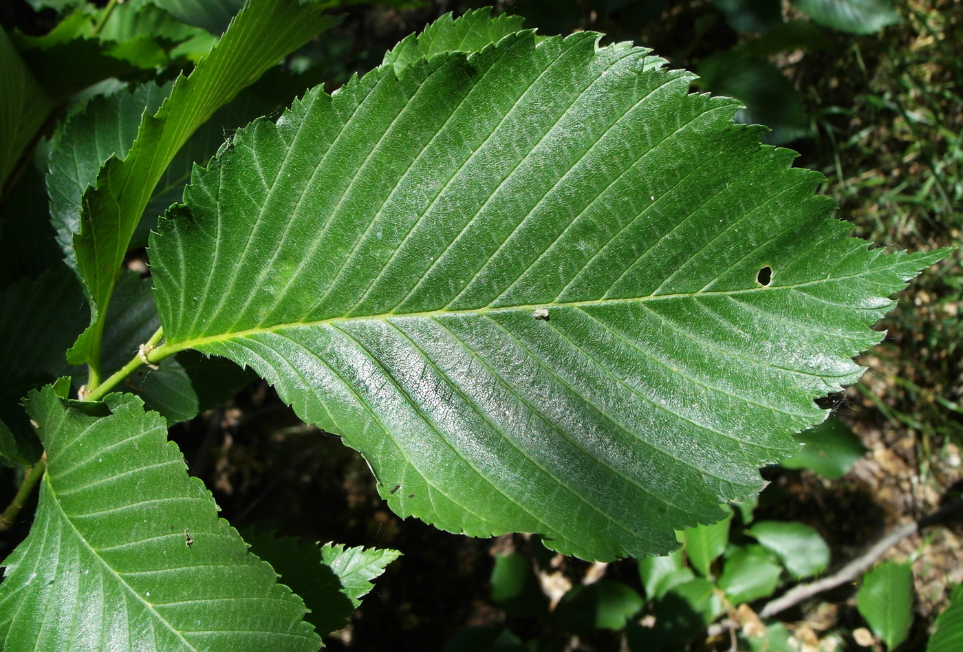 Image of Ulmus laevis specimen.